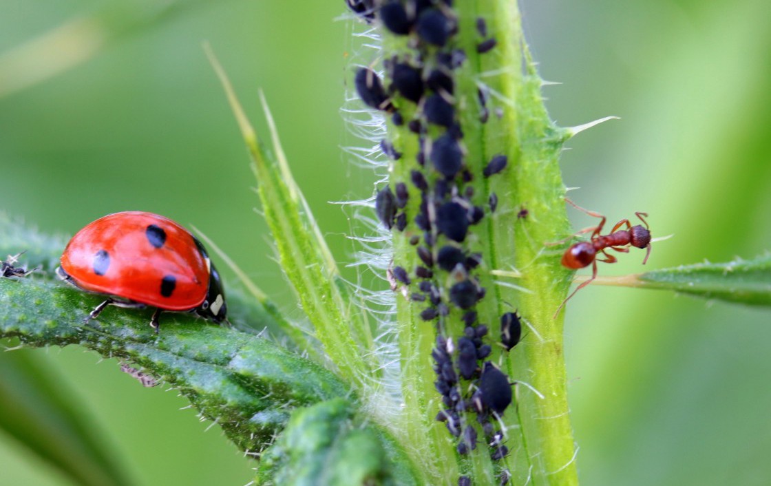 Natural Insecticides