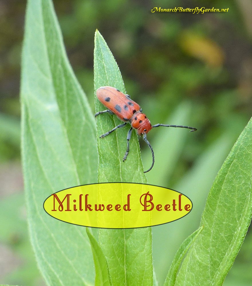 Natural Solutions For Killing Milkweed Bugs