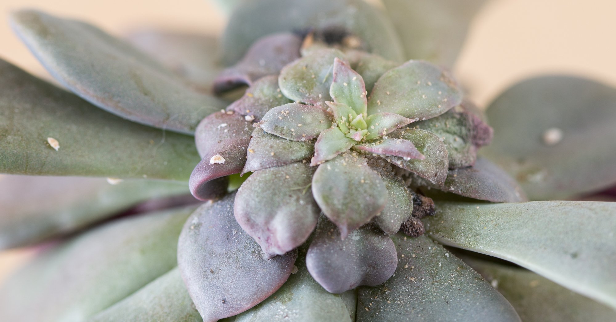 Prevention Of Succulent Bugs