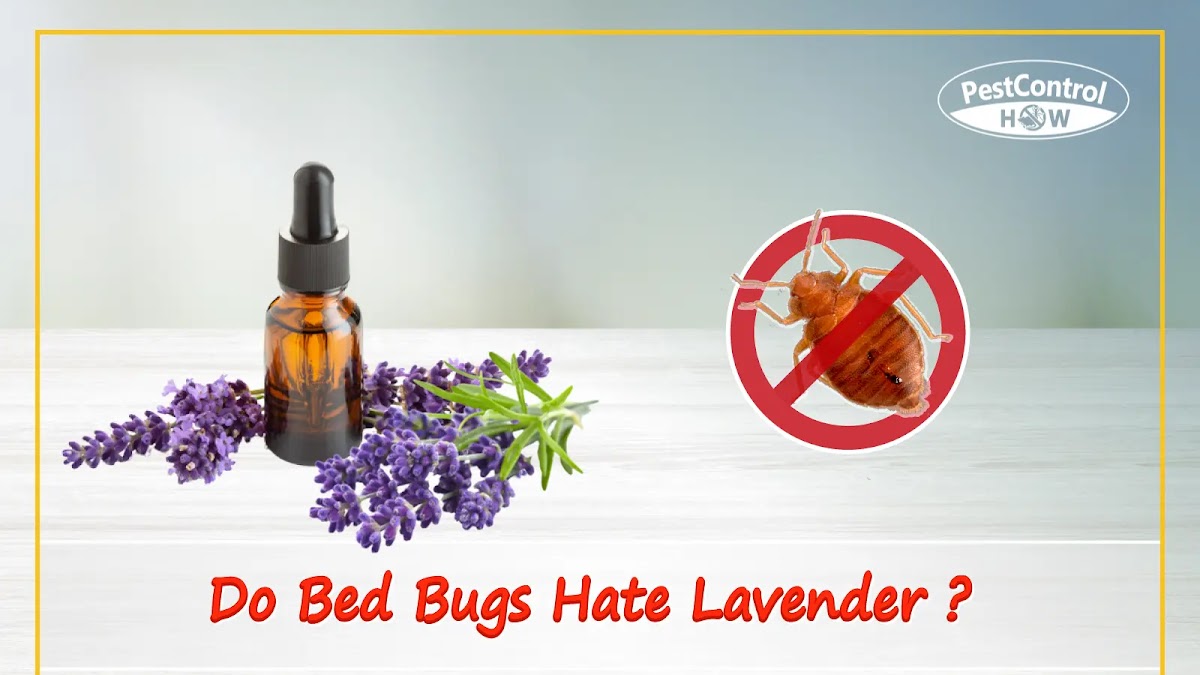 Pros And Cons Of Lavender Oil For Bed Bug Treatment