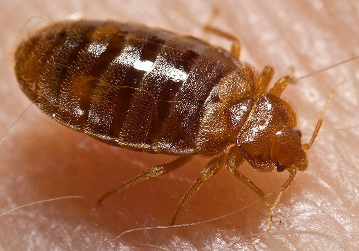 Reasons Why Bed Bugs Keep Coming Back