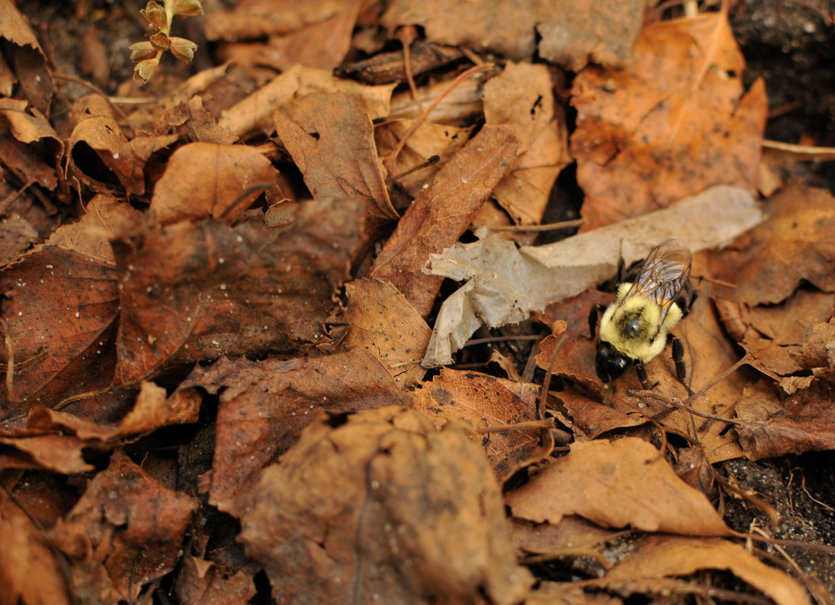 Remove Dead Wood, Leaf Piles, And Compost