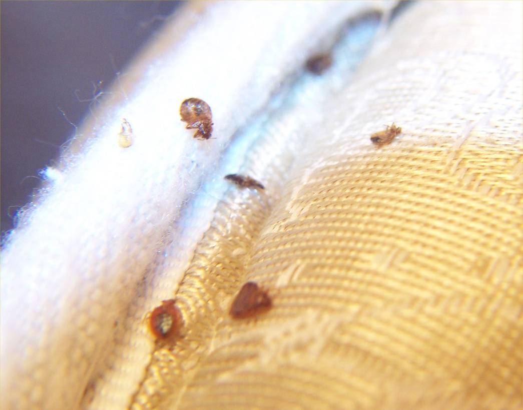 Removing Bed Bugs From Wood Furniture