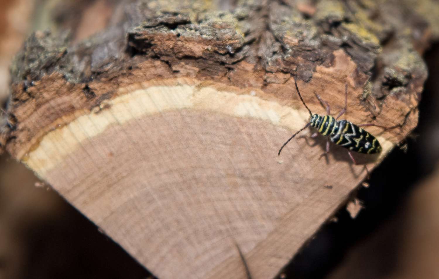 Signs Of Firewood Infestation