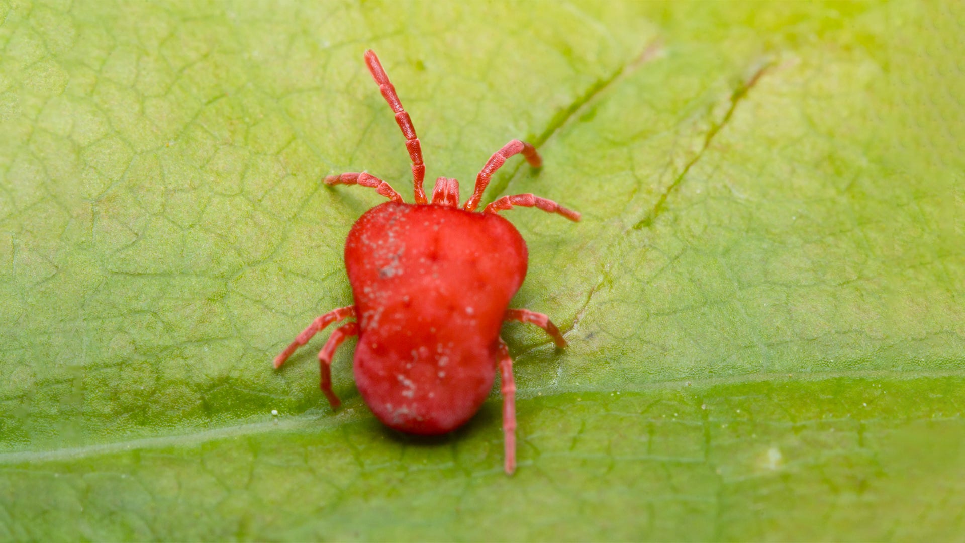 Spider Mites