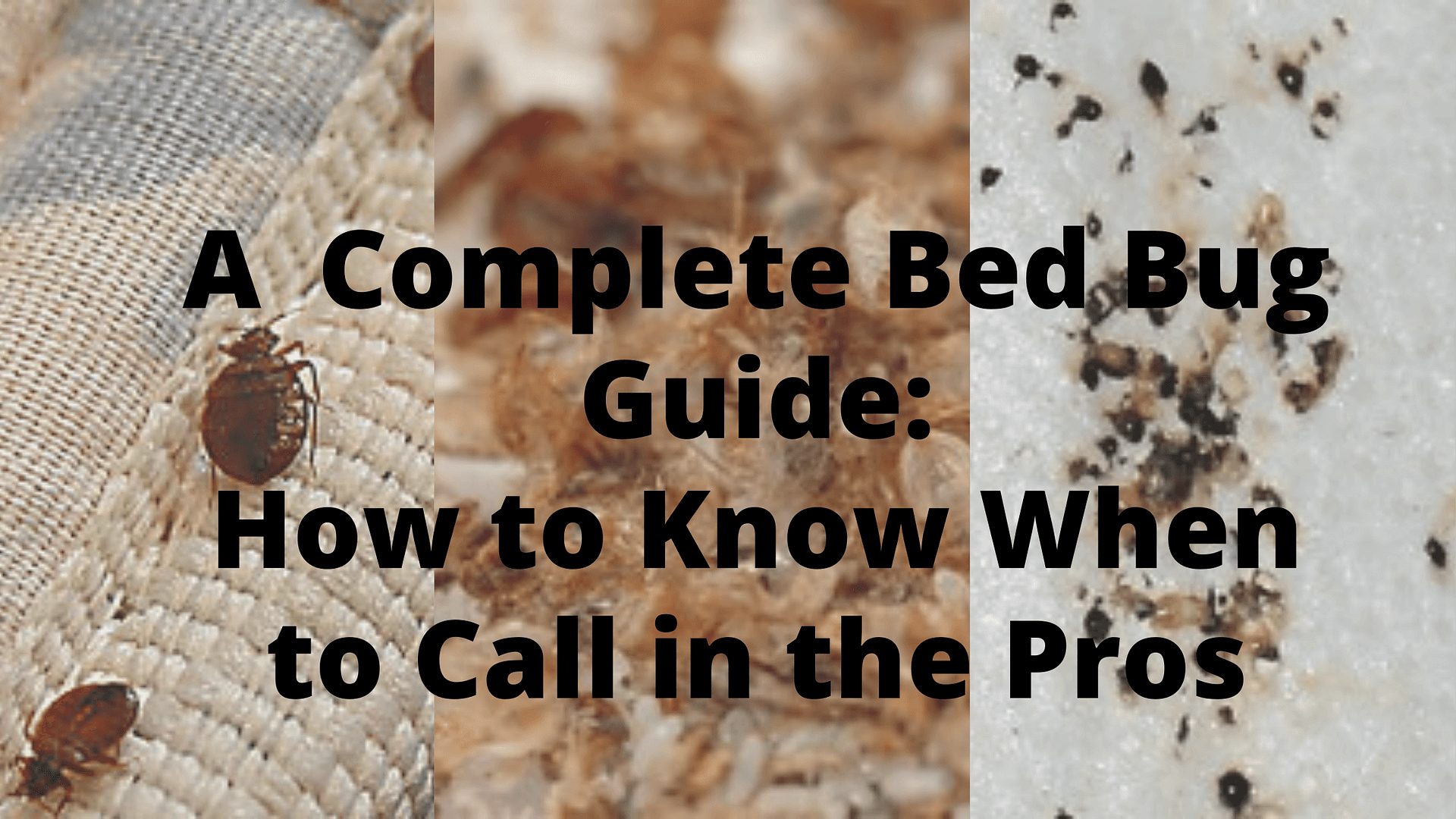 Steps To Take After Squishing A Bed Bug