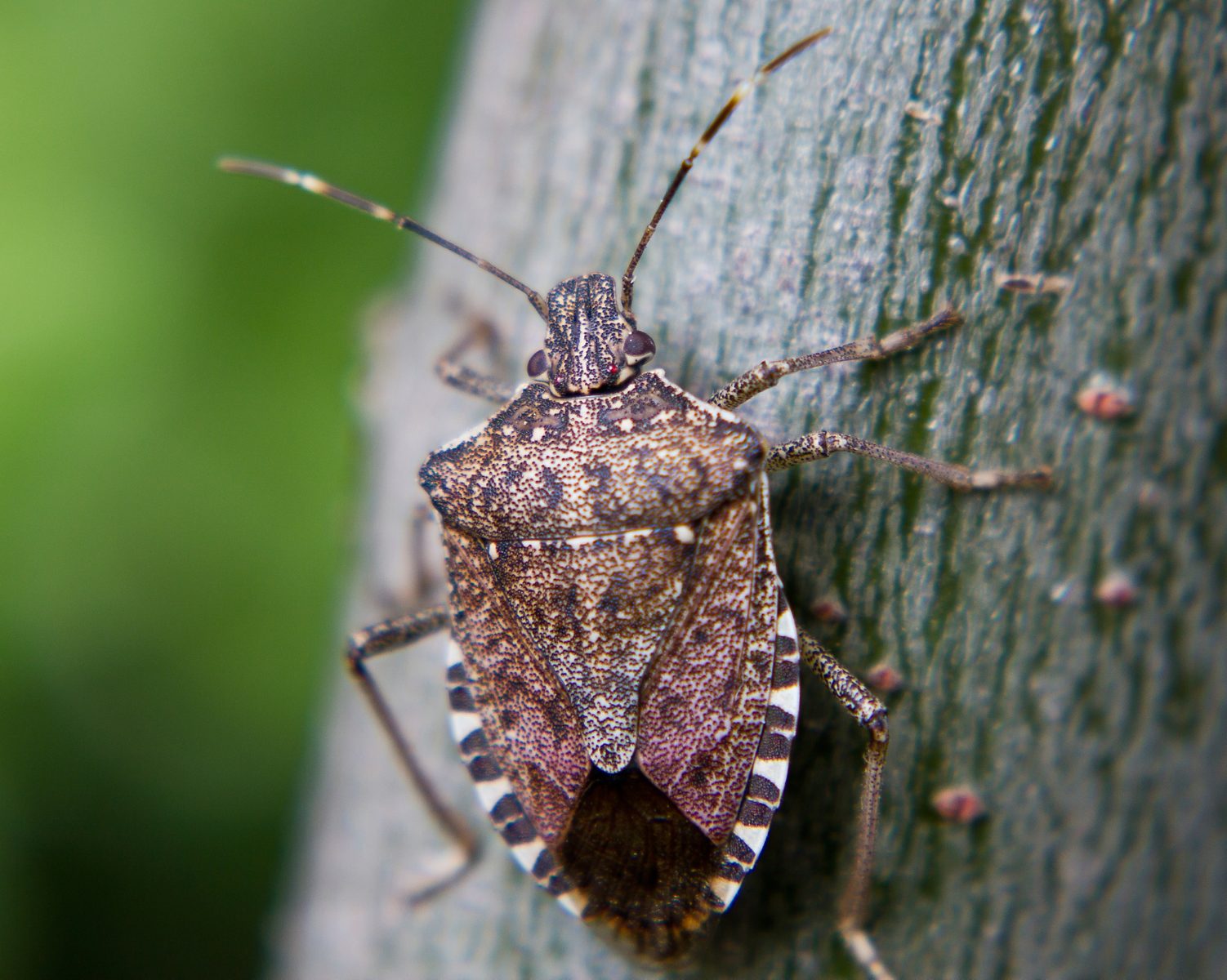 Stink Bug Habits