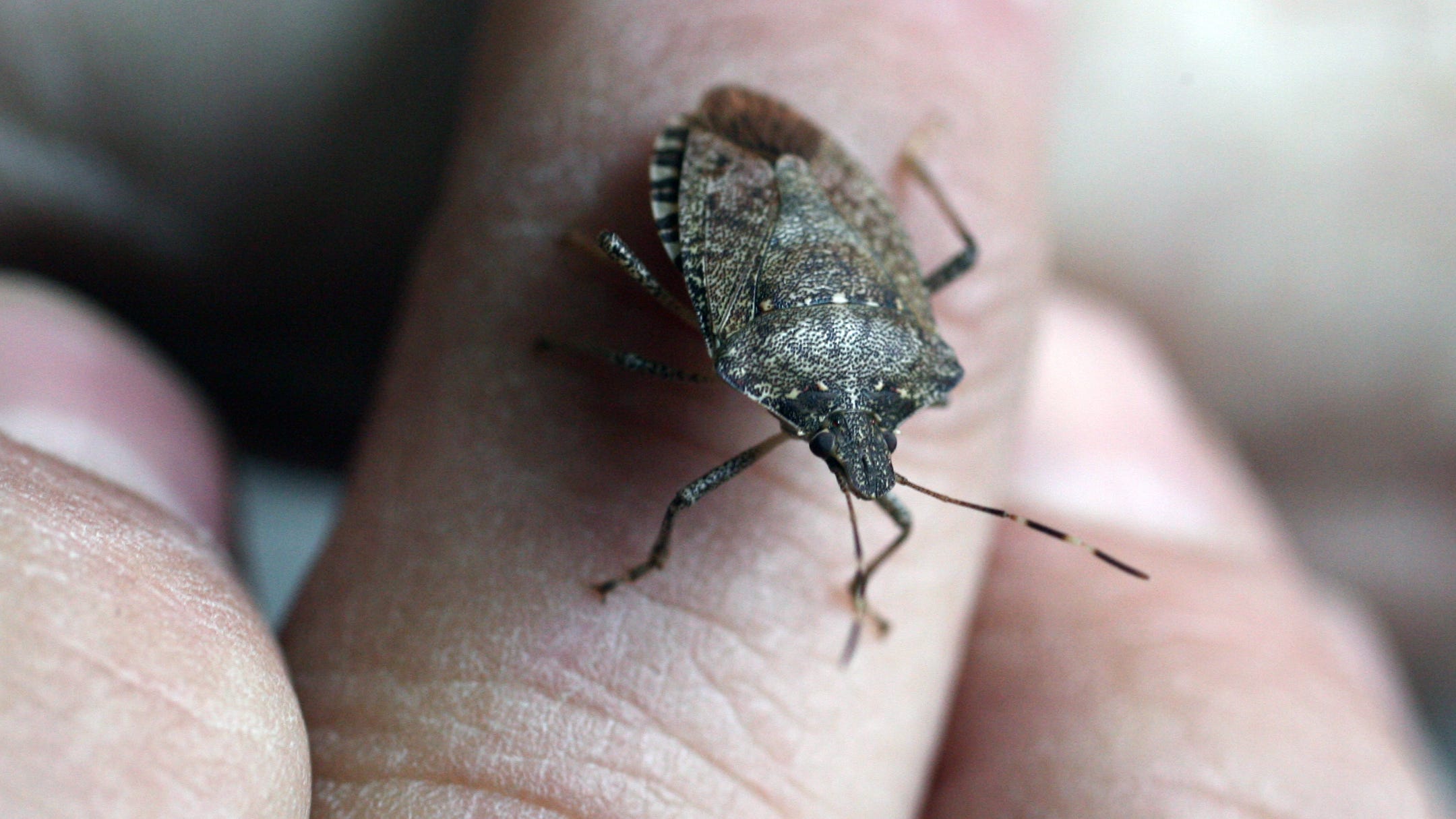 Stink Bug Season