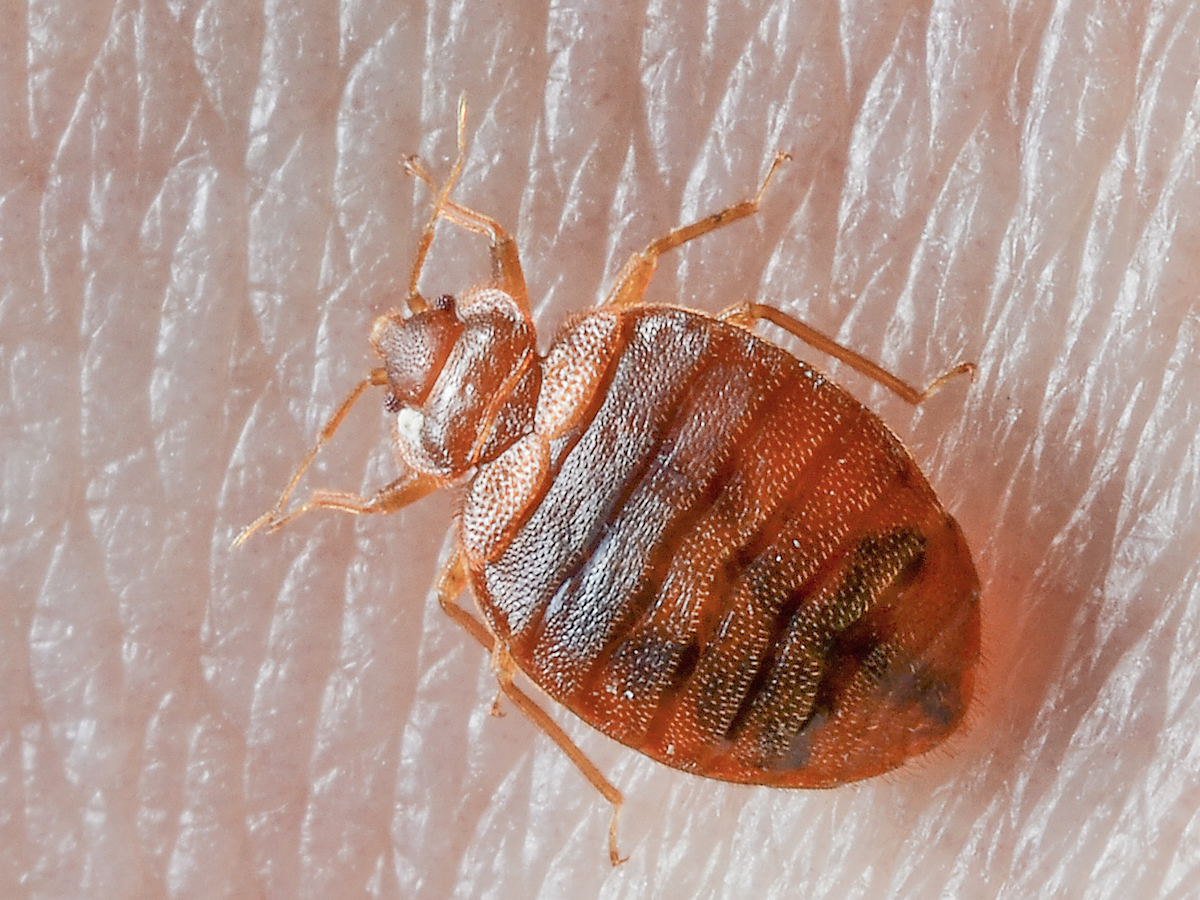 The Biology Of Bed Bugs