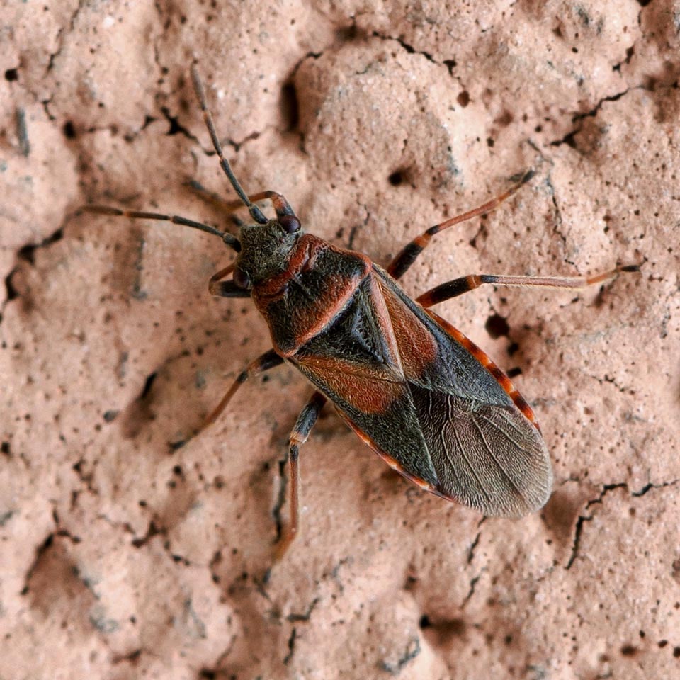 The Damage Caused By Elm Seed Bugs