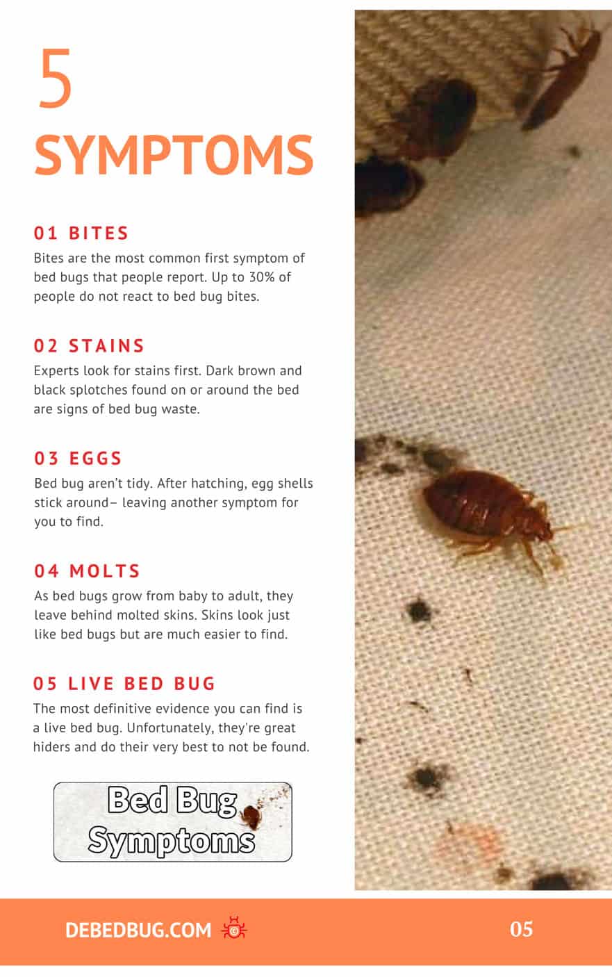 The Signs Of Bed Bug Activity