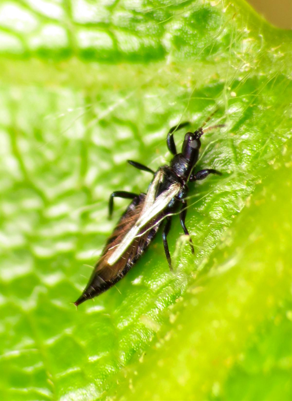 Thrips