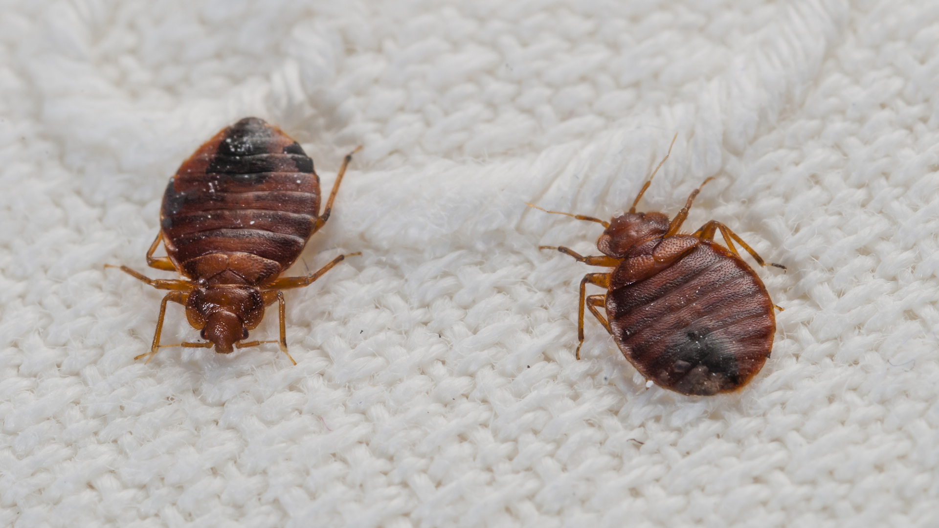 Treating An Existing Bed Bug Infestation