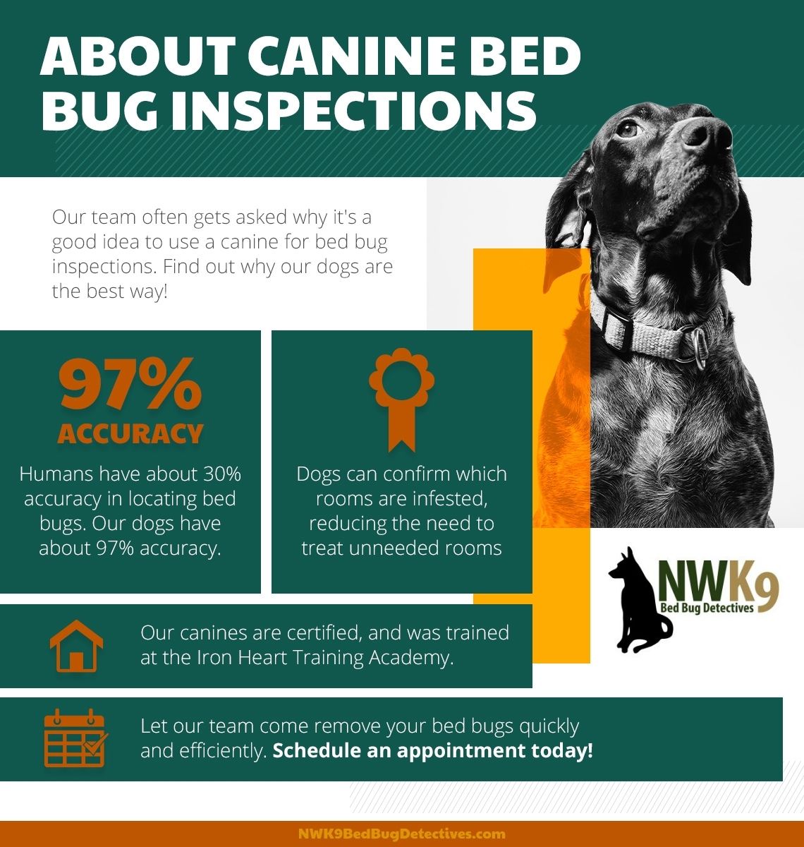 Treating Bed Bugs On Dogs