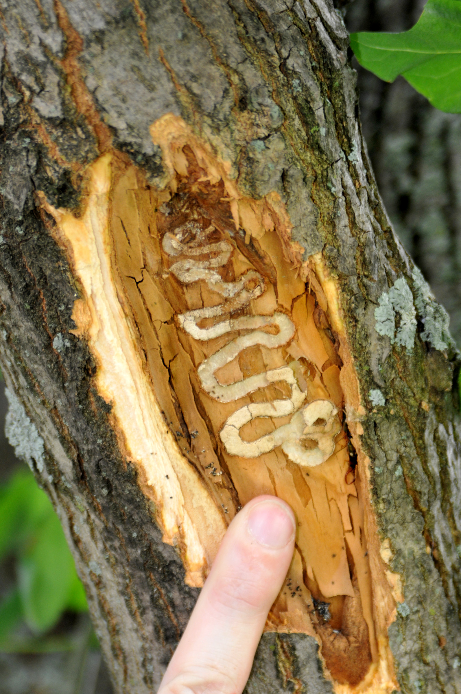 Treating Firewood With Chemicals