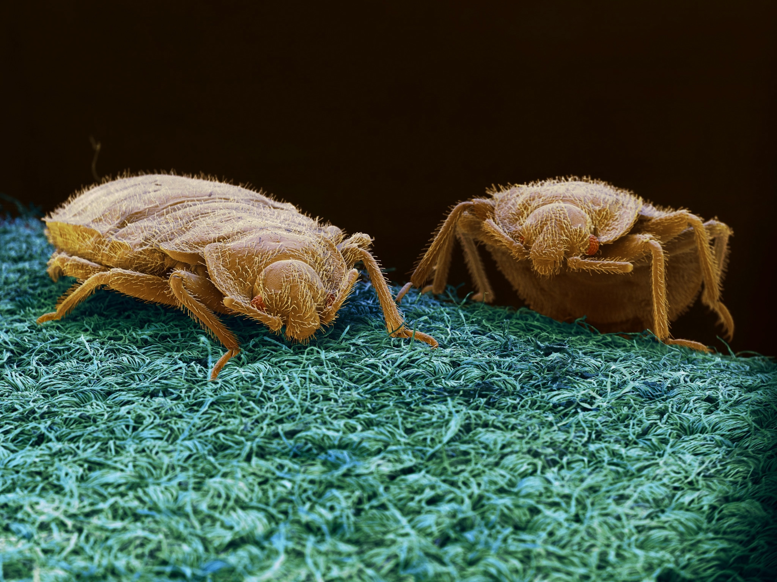 Types Of Bed Bug Interceptors