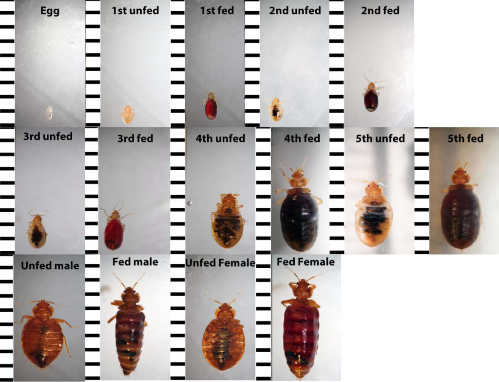 Types Of Bed Bug Shells