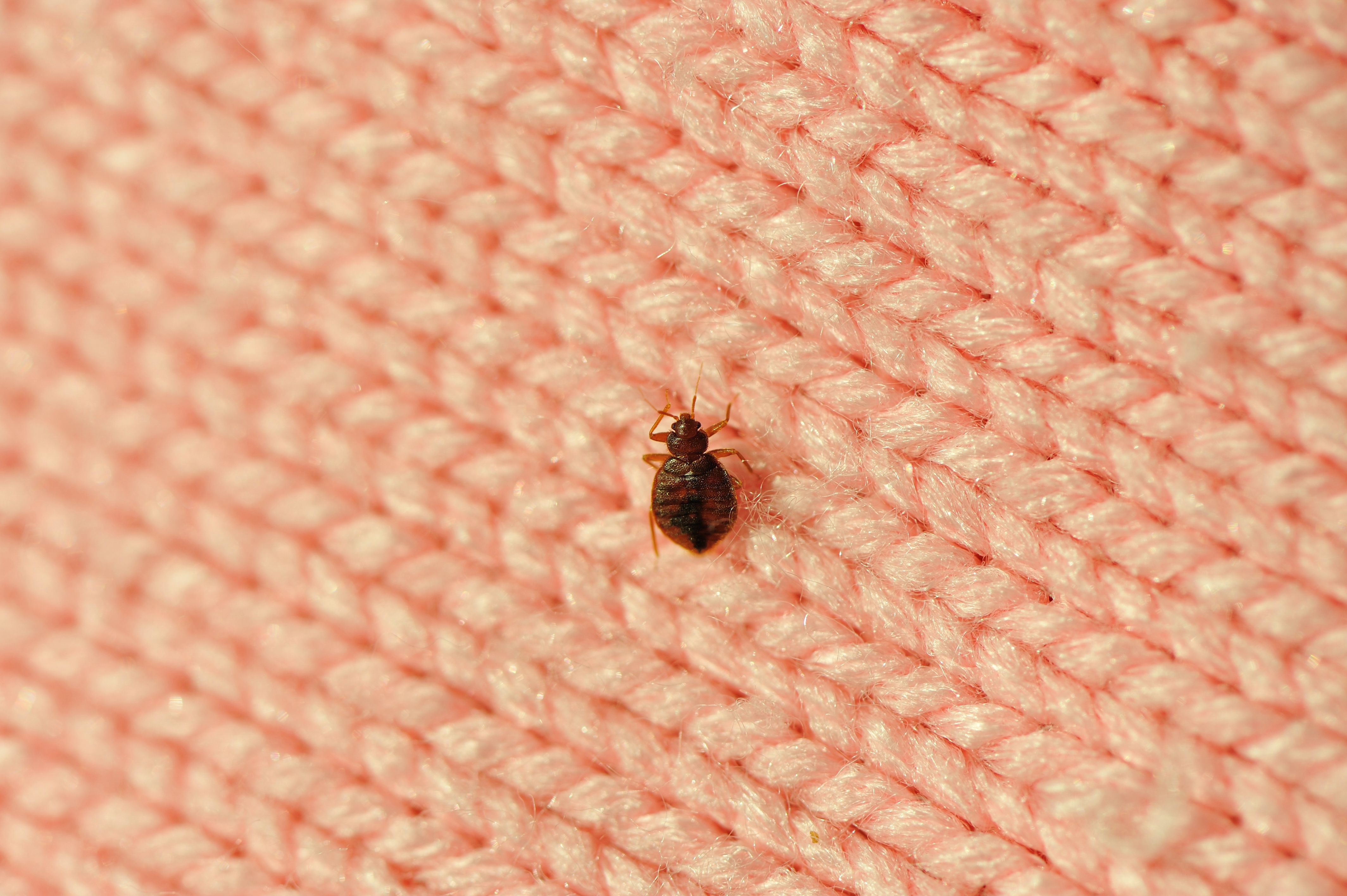 Types Of Bed Bug Treatment