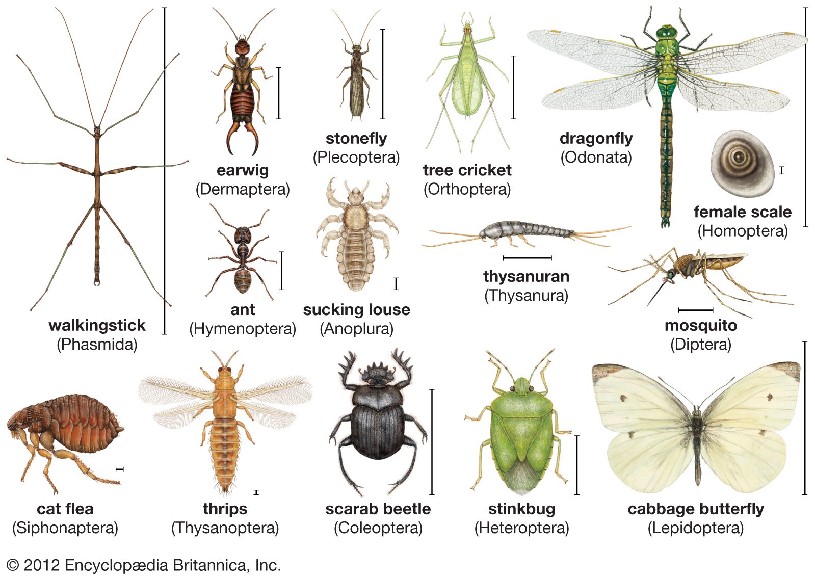 Types Of Bugs