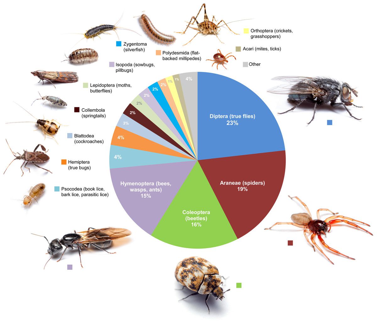 Types Of Bugs