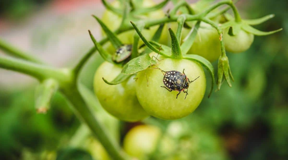 Types Of Bugs Affecting Tomato Plants