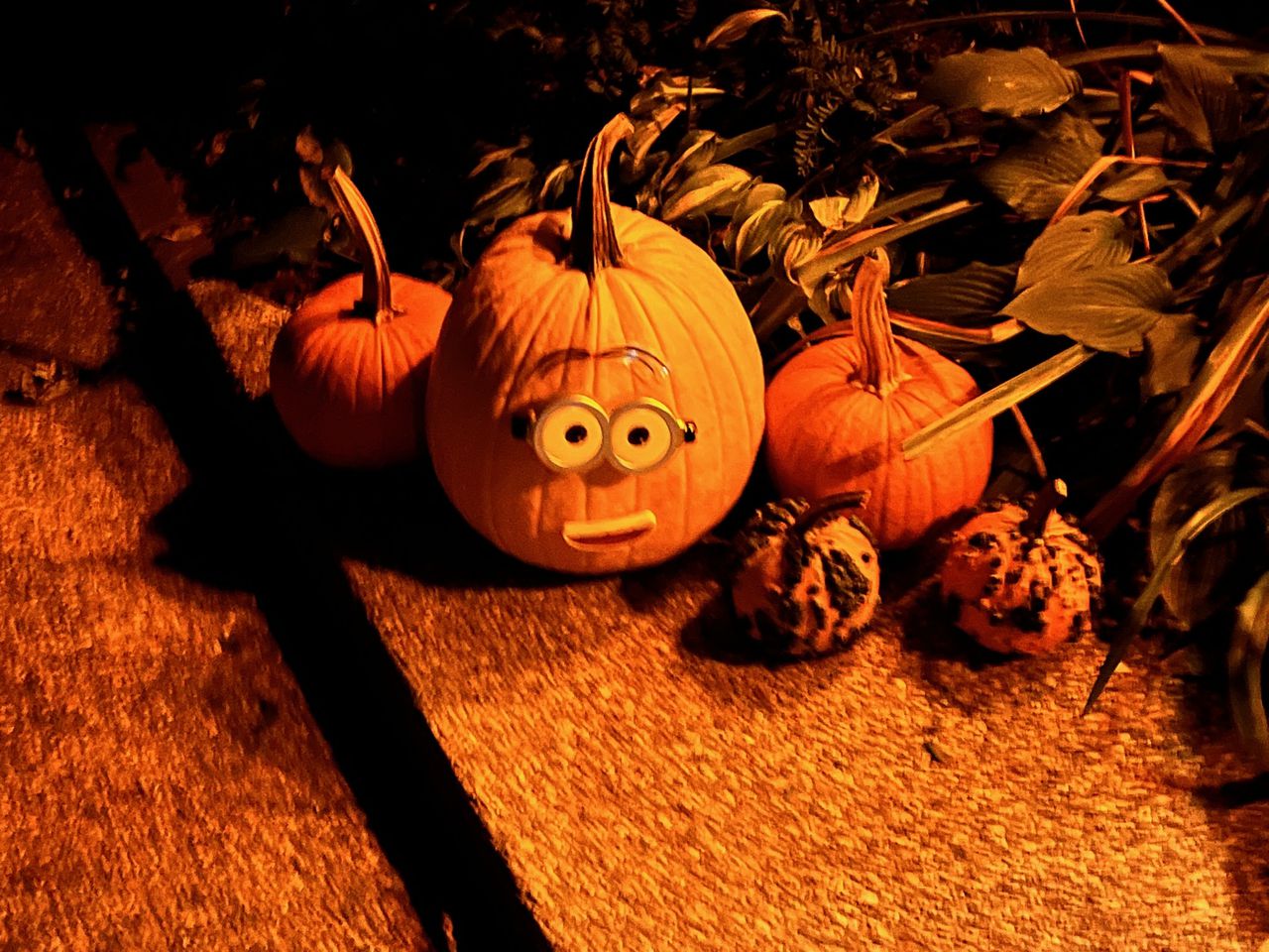 Types Of Bugs Attracted To Carved Pumpkins