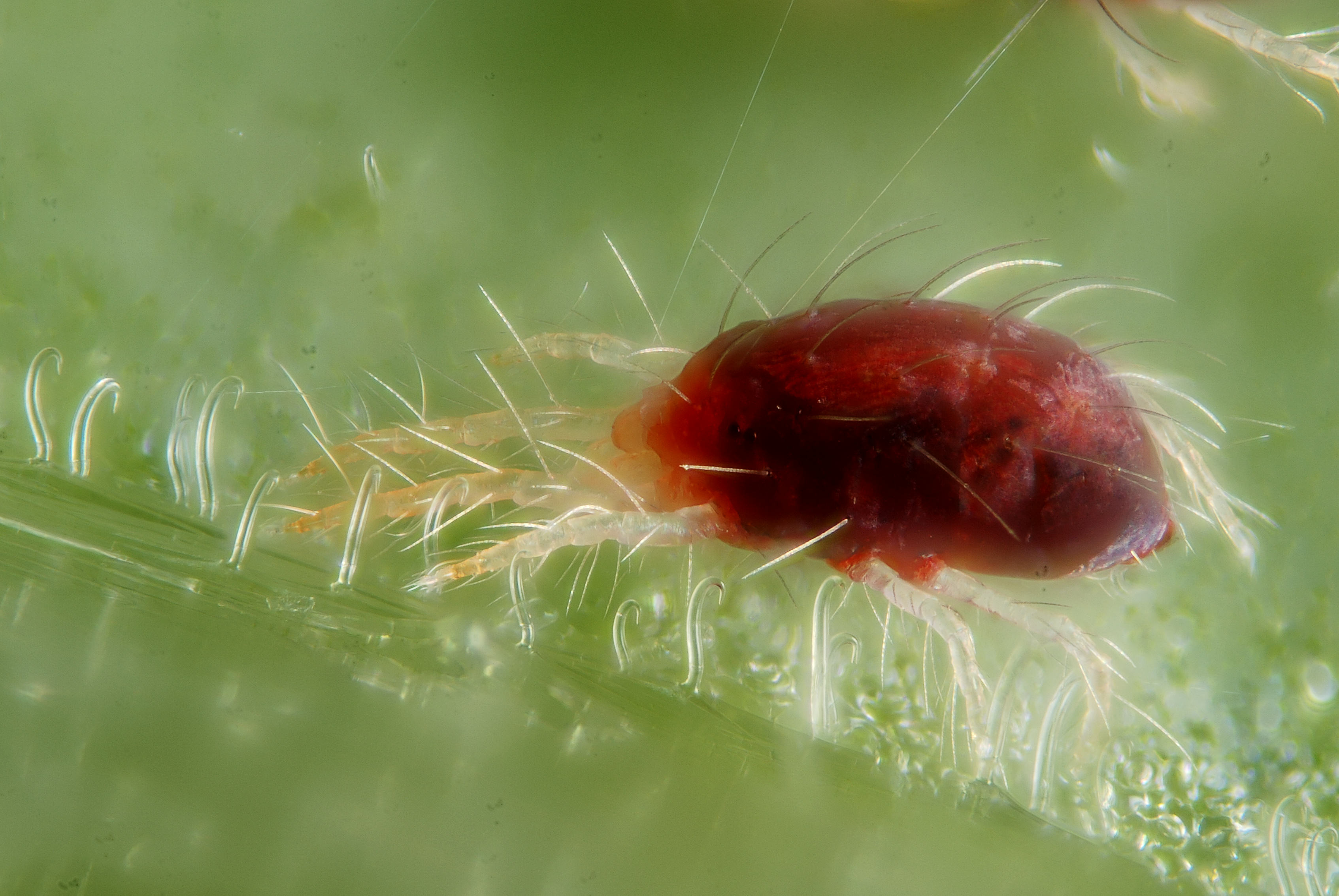 Types Of Bugs Found In Grow Tents