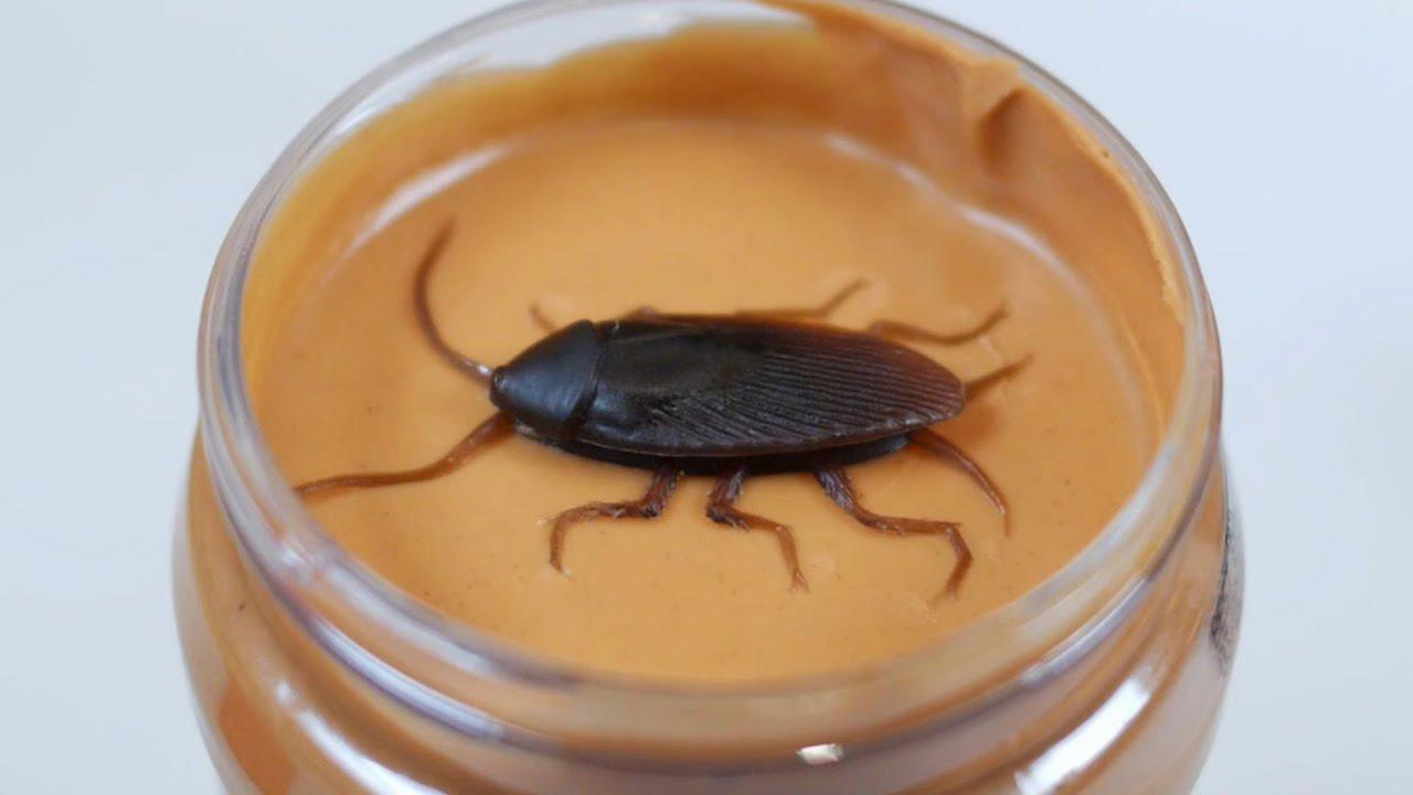Types Of Bugs Found In Peanut Butter