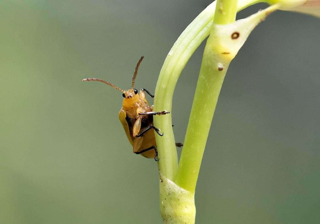 Types Of Bugs Found On Orchids