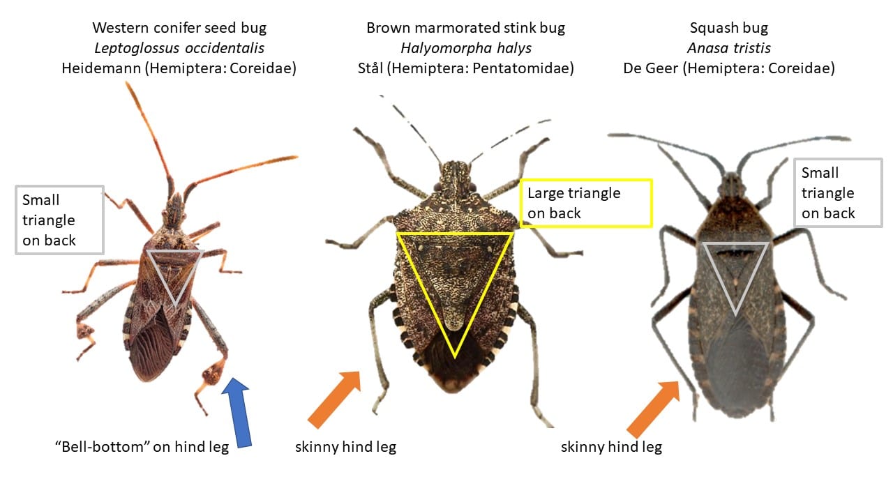 Types Of Bugs That Attack Pumpkins