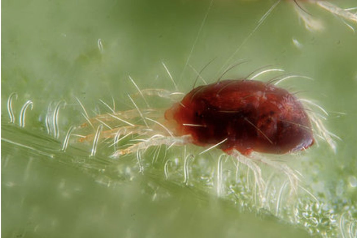 Types Of Bugs That Eat Mint