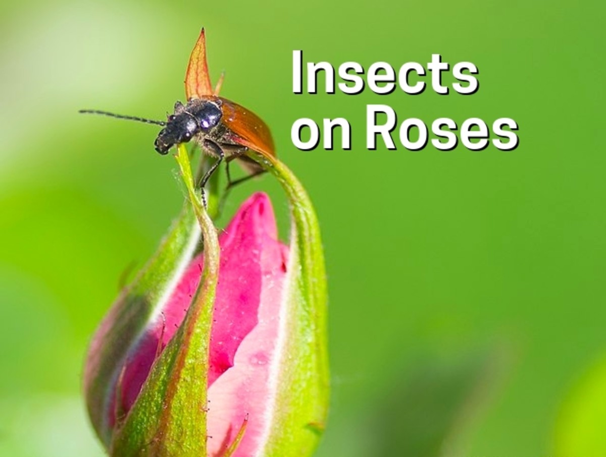 Types Of Bugs That Eat Roses