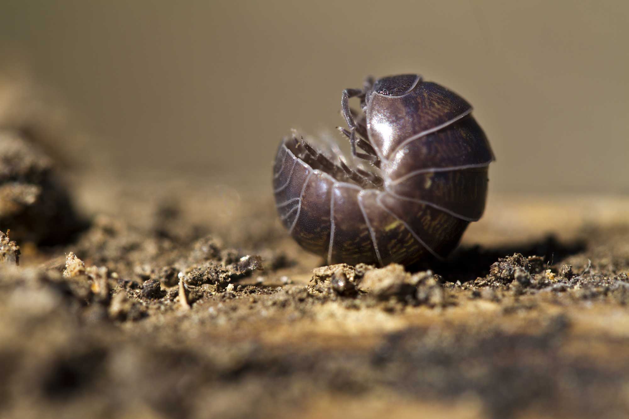 Types Of Roly Poly Bugs