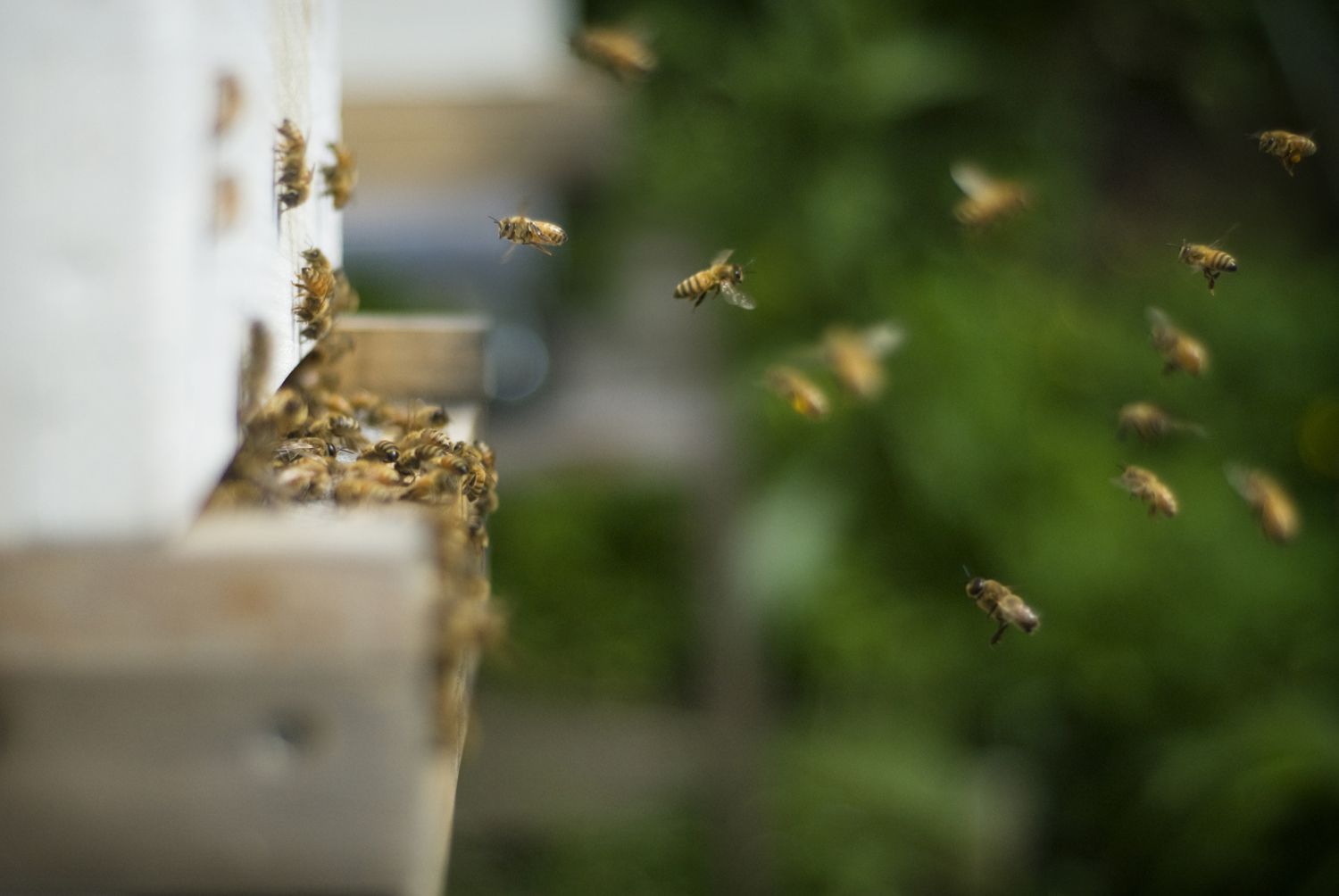 Understanding The Fear Of Bugs