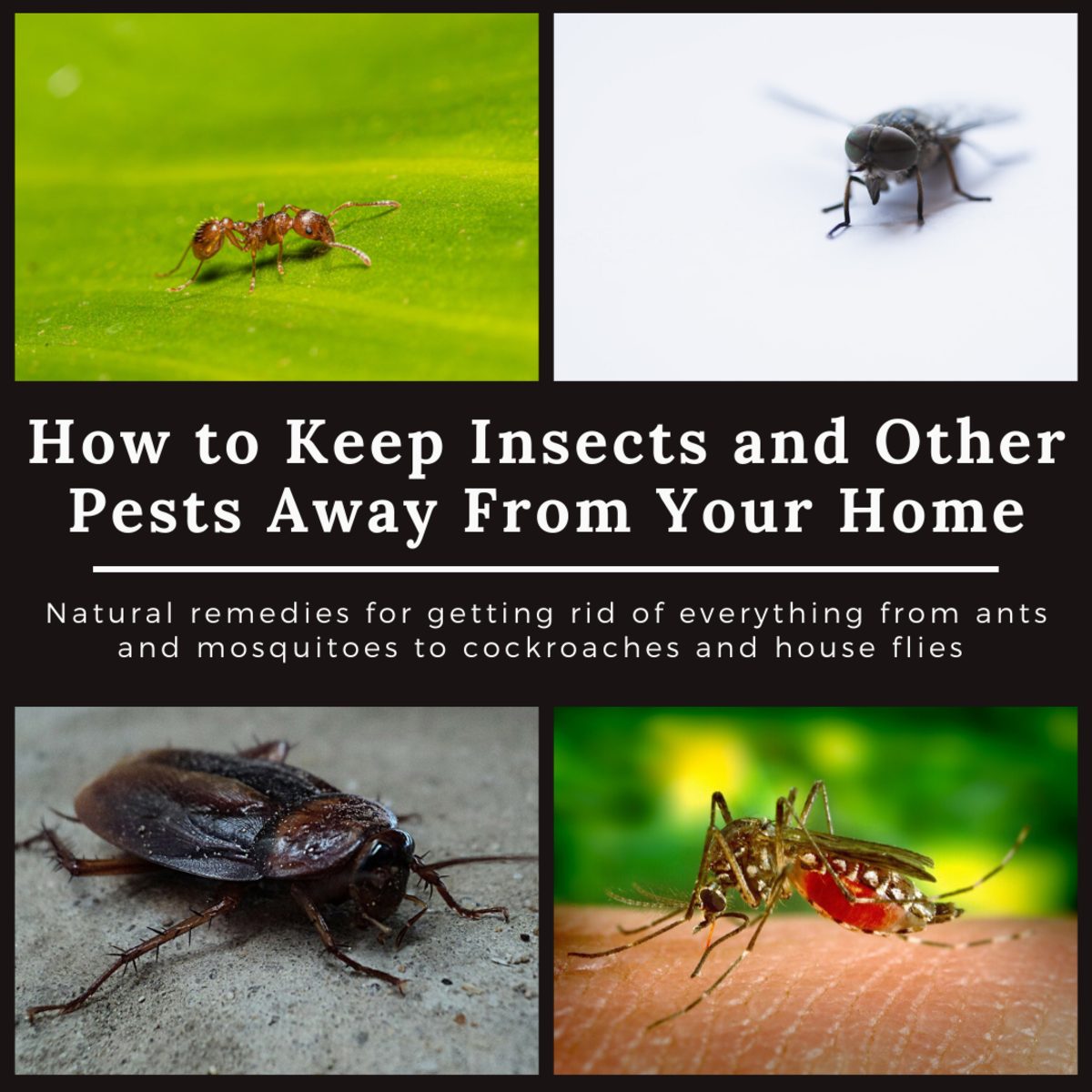 Using Natural Repellents To Get Rid Of Bugs In Basement