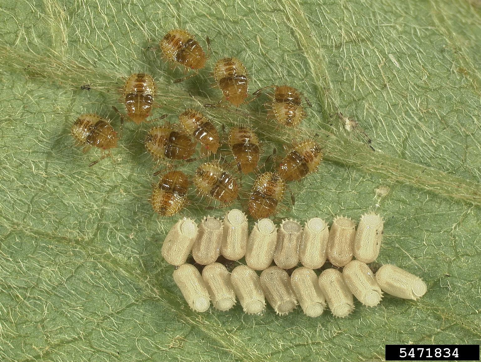 Ways To Get Rid Of Kudzu Bugs