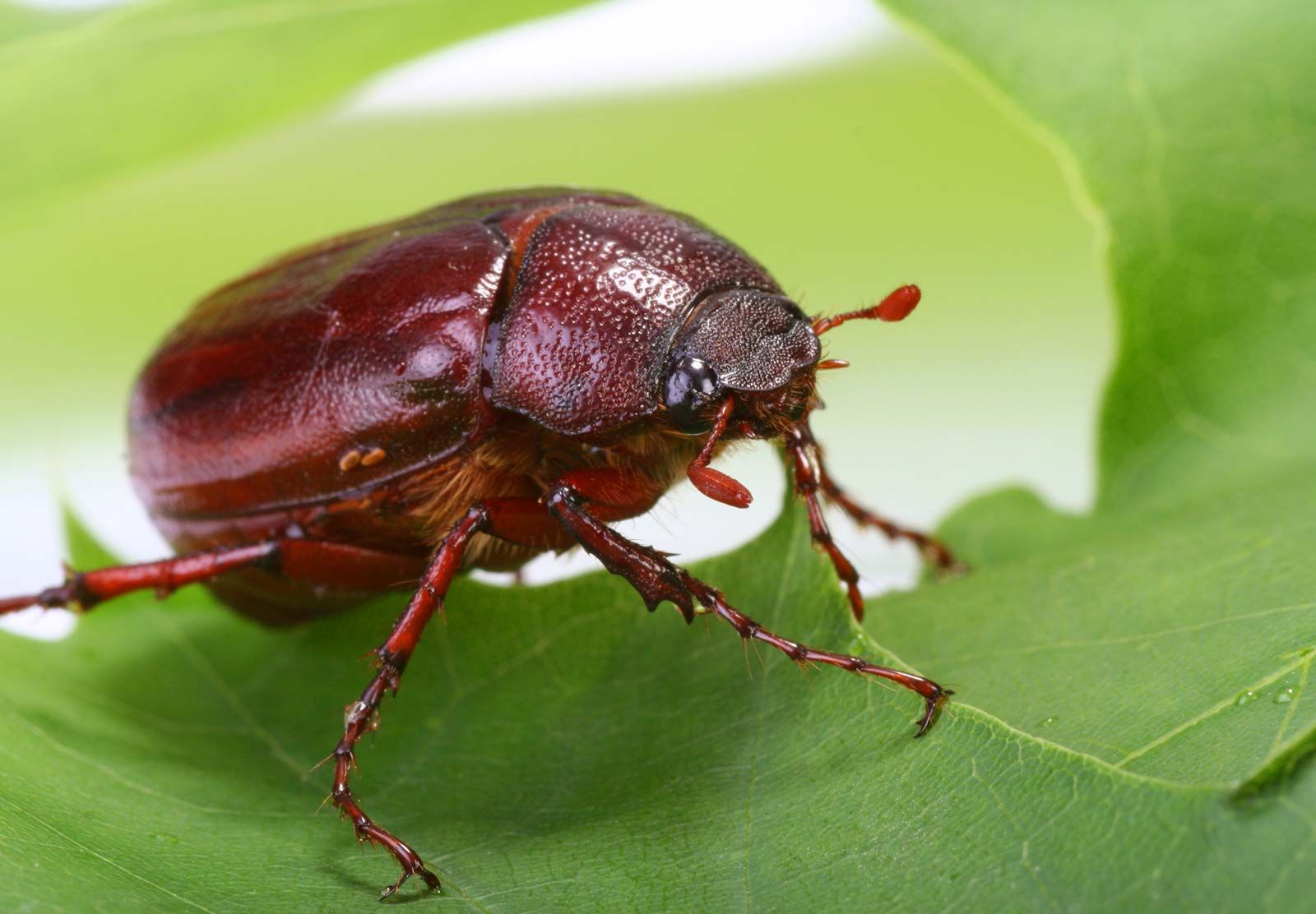 What Are June Bugs?