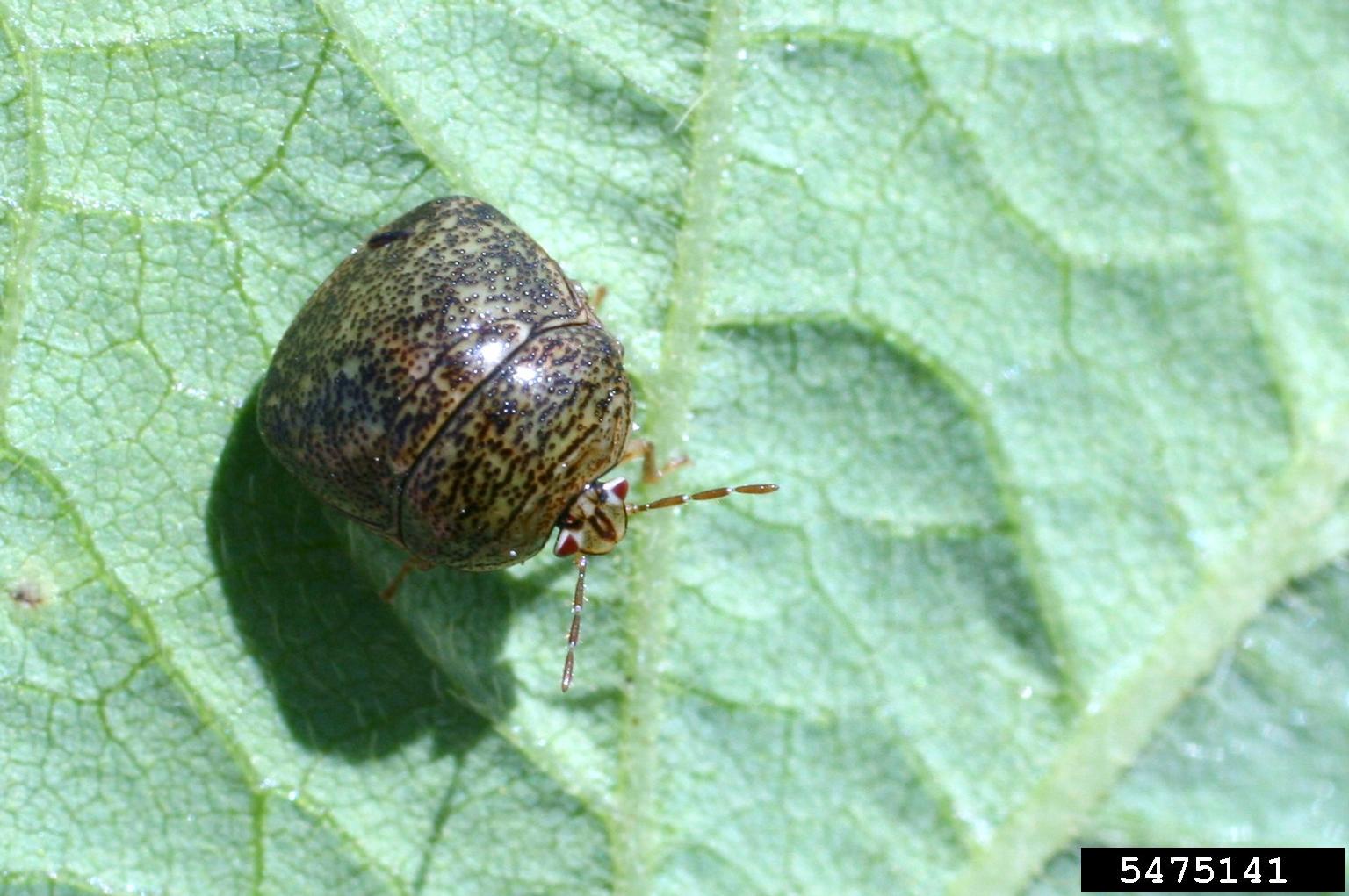 What Are Kudzu Bugs?