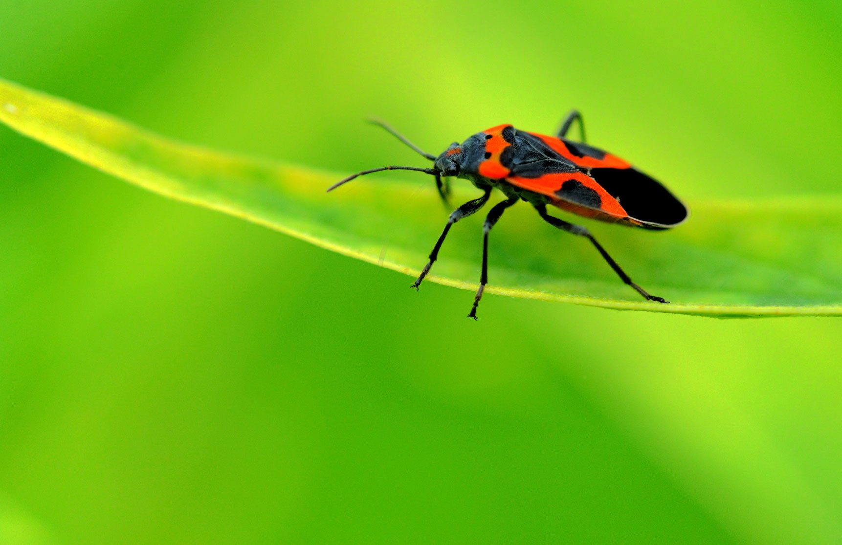 What Are Milkweed Bugs?