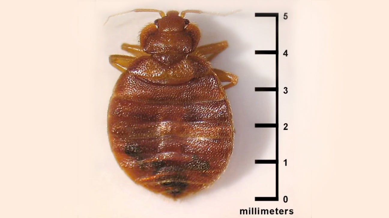 What Causes Bed Bugs To Bite?