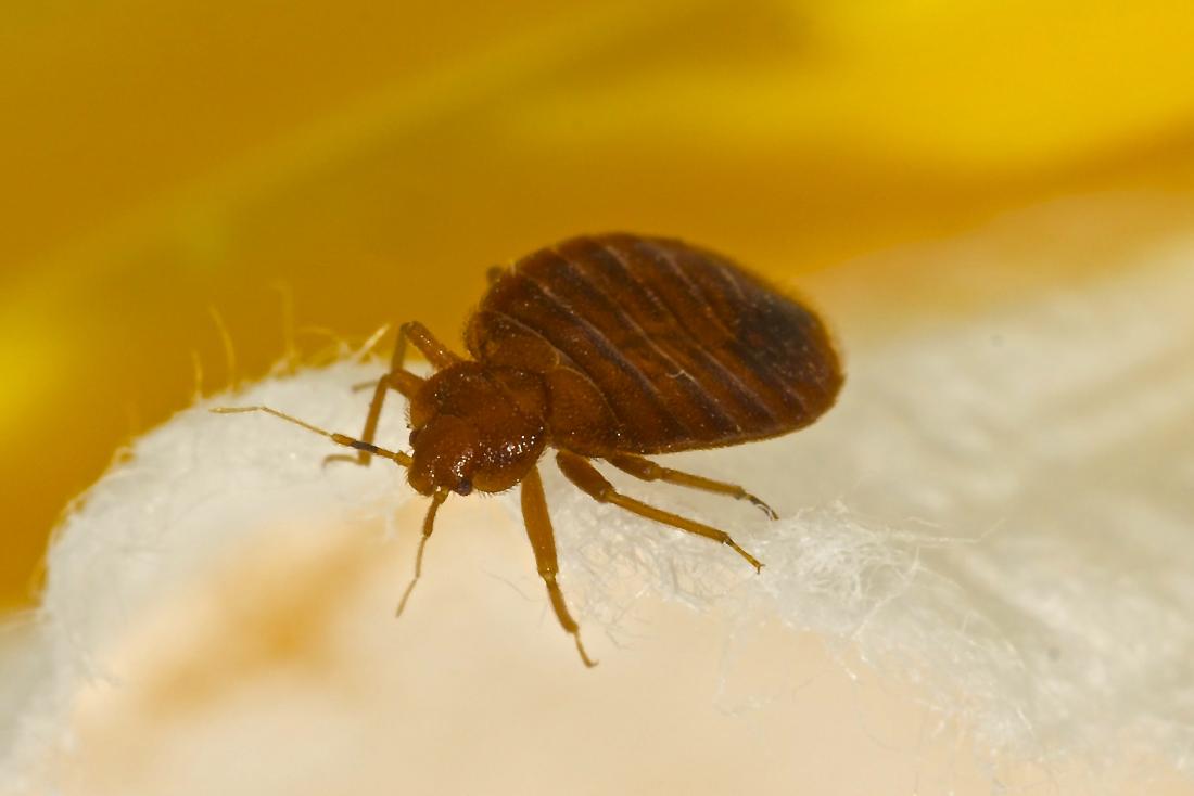 What Causes Bed Bugs To Spread?