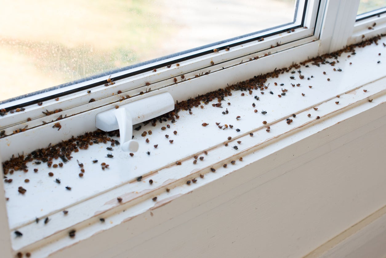 What Causes Bugs To Enter Through Windows?