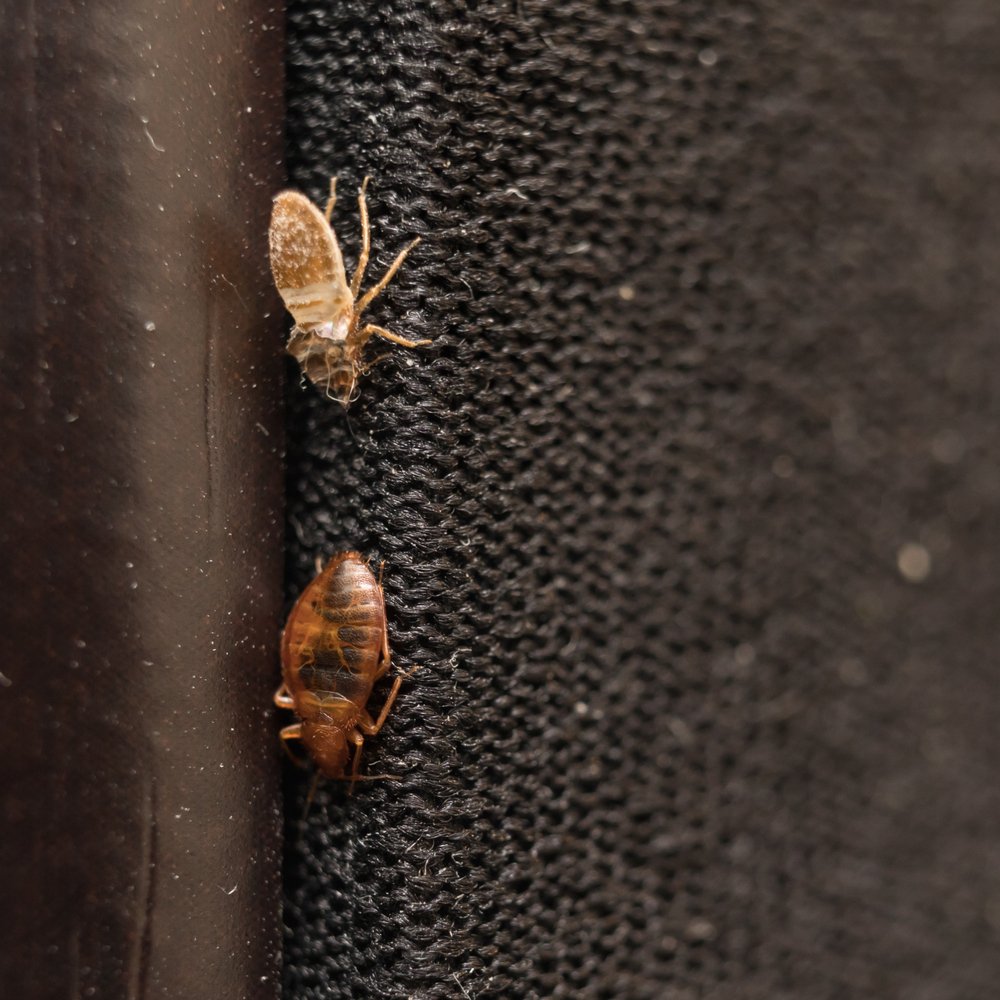 What Colors Do Bed Bugs Hate?