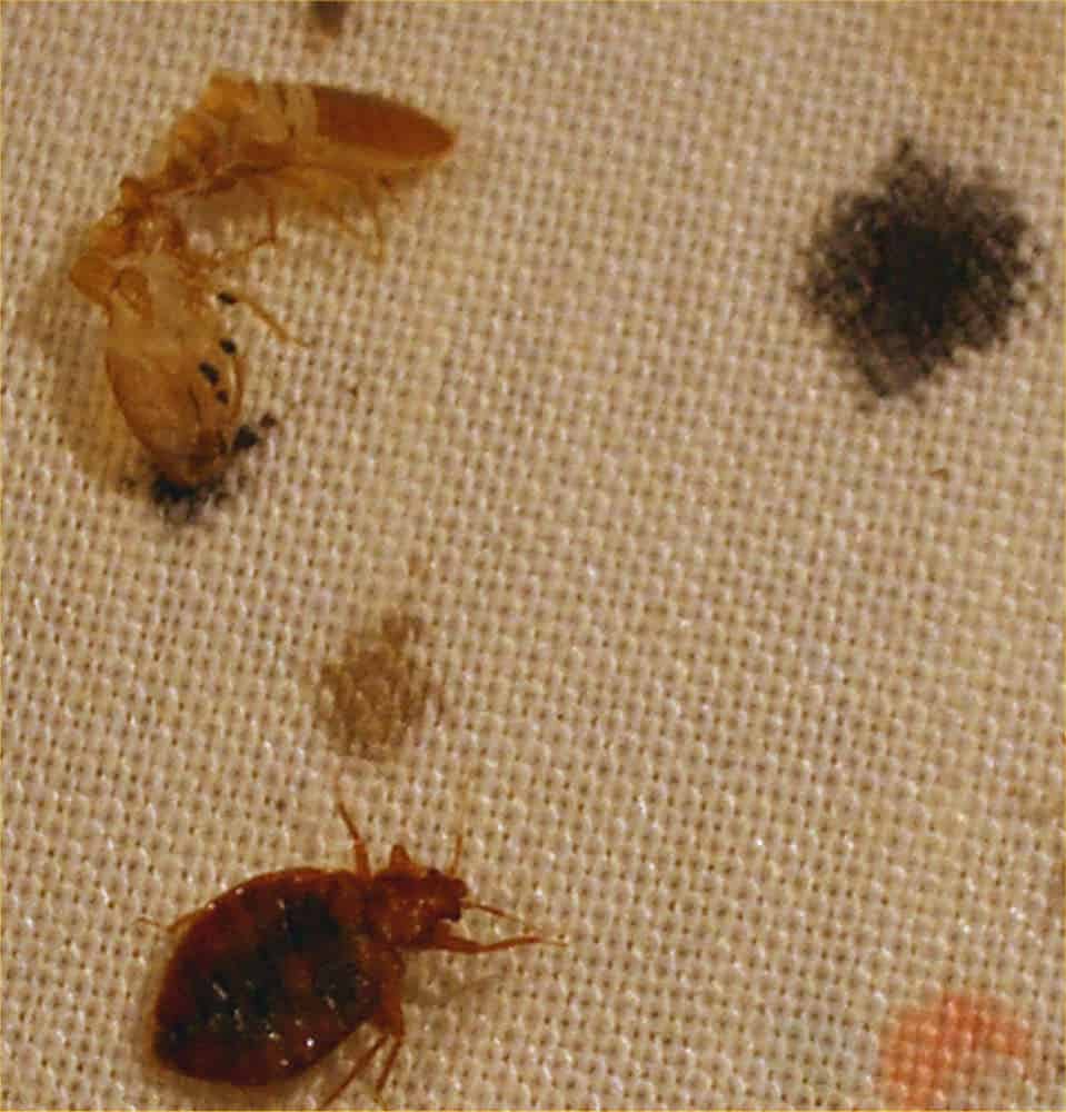 What Do Bed Bug Egg Shells Look Like?