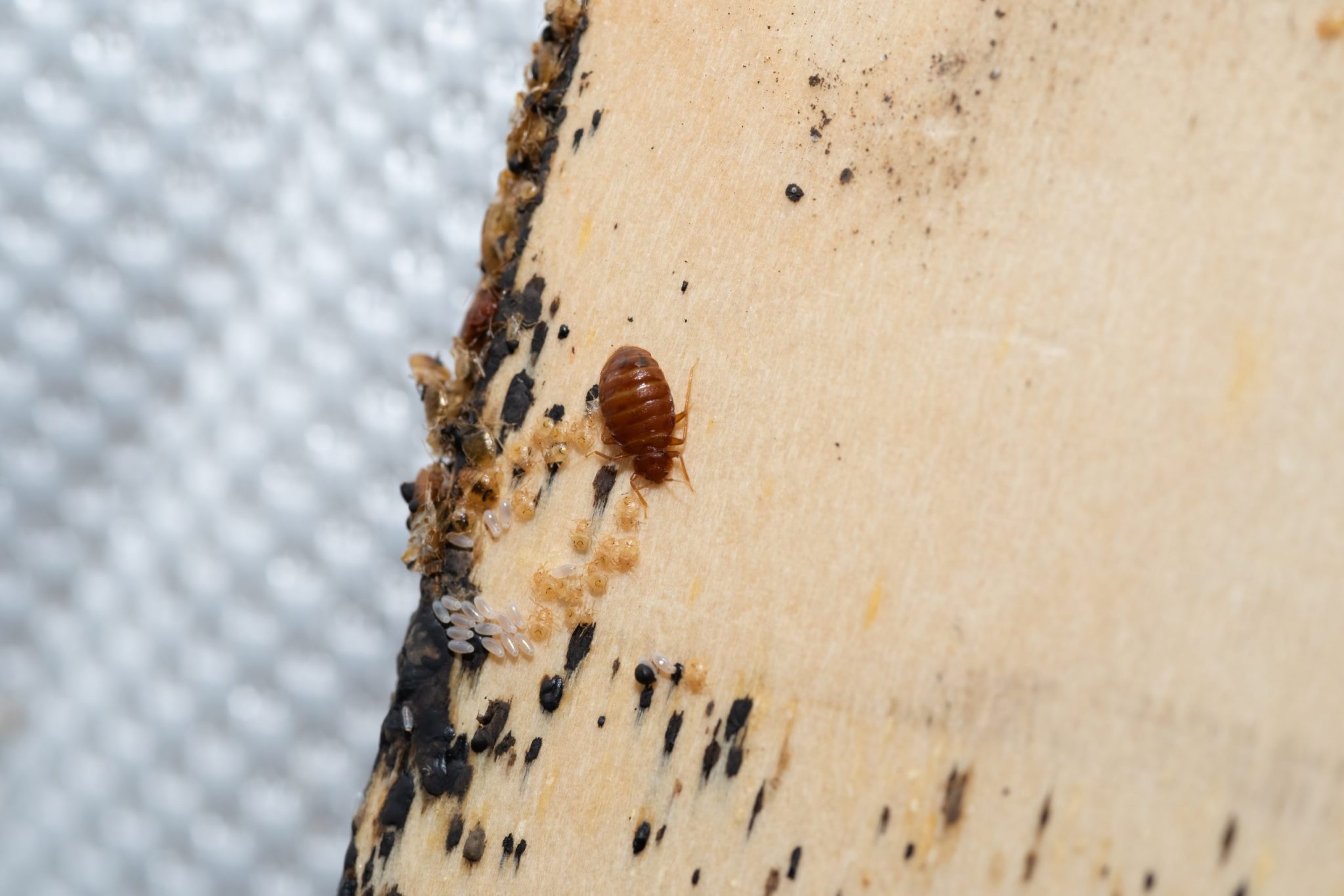 What Do Bed Bug Eggs Look Like On A Mattress? - A Comprehensive Guide ...