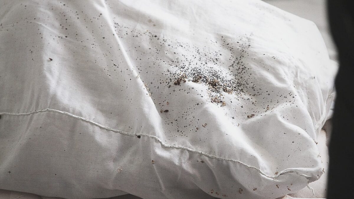 What Do Bed Bug Eggs Look Like On Sheets?