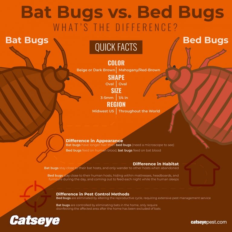 What Do Bed Bugs Eat Besides Blood? Learn About Bugs' Other Dietary Habits