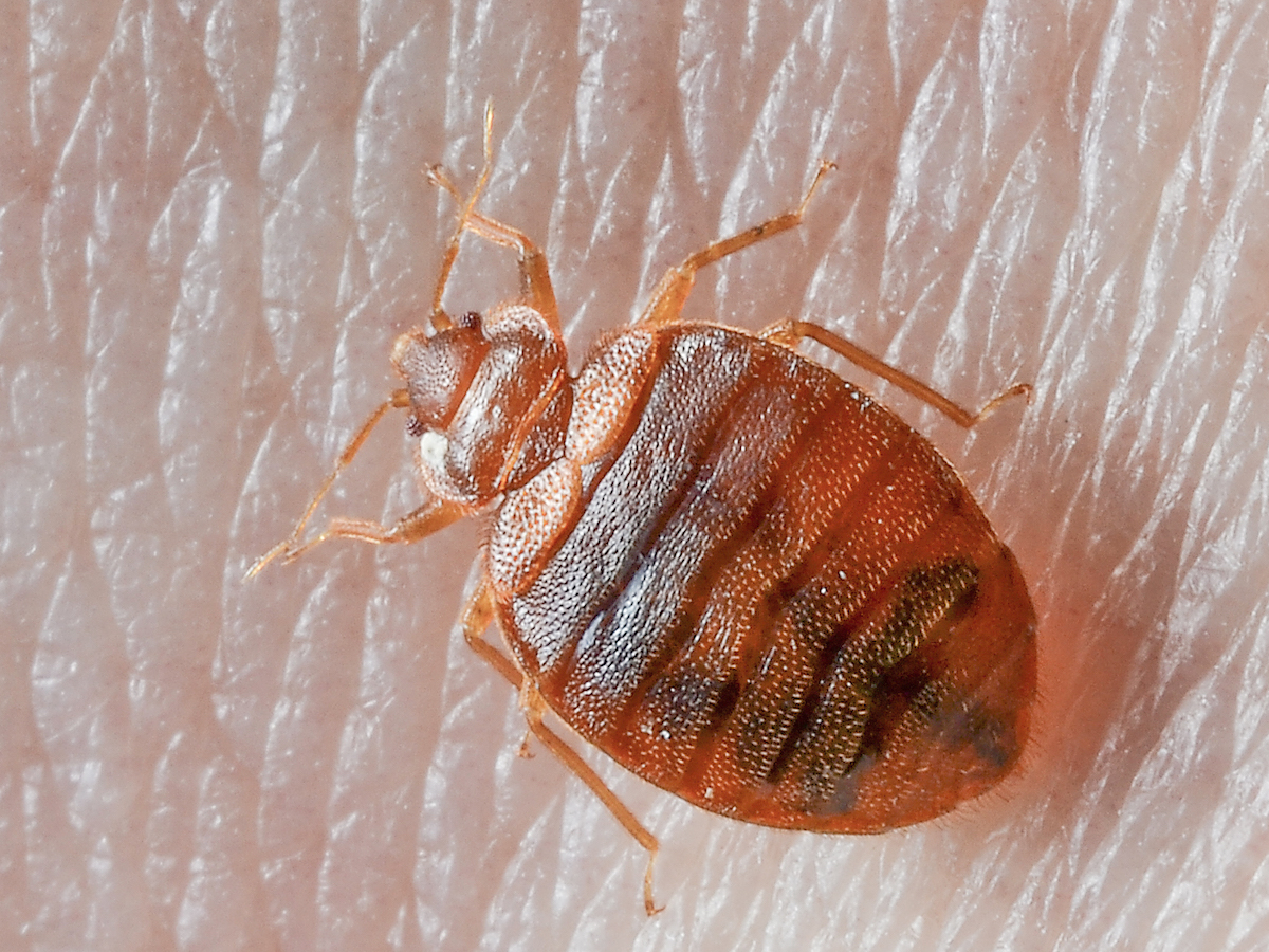 What Do Bed Bugs Feed On?