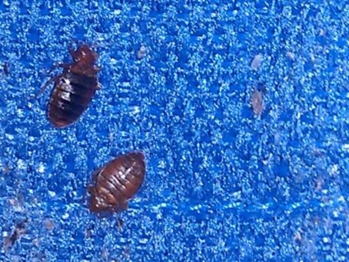 What Do Bed Bugs Smell Like When You Kill Them?