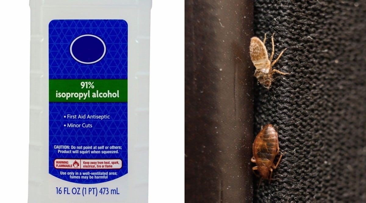 What Does Rubbing Alcohol Do To Bed Bugs?